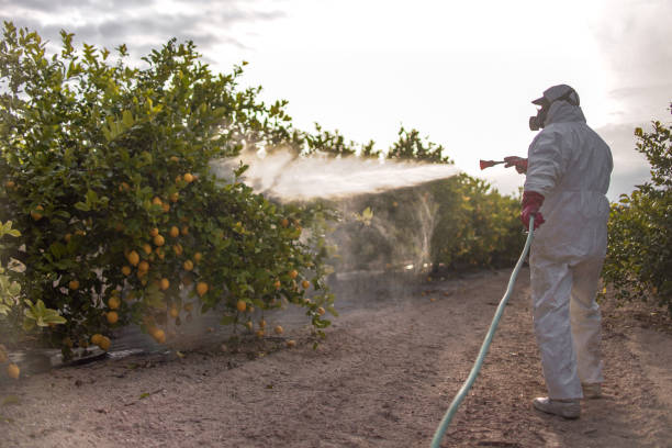 Best Termite Control Services  in Galena, KS