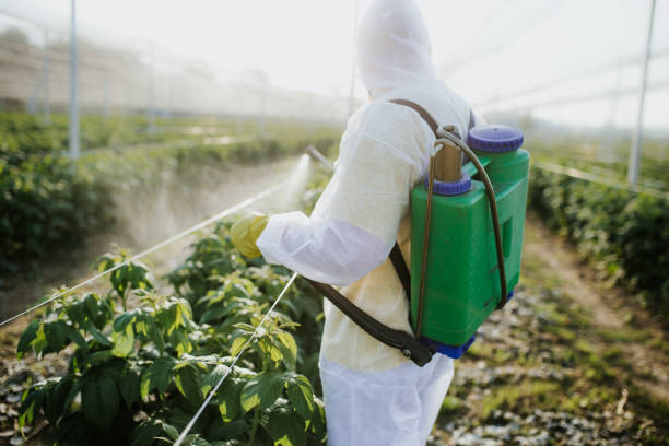 Best Wasp Removal Services  in Galena, KS